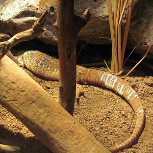 Desert Dome-Gould's Monitor