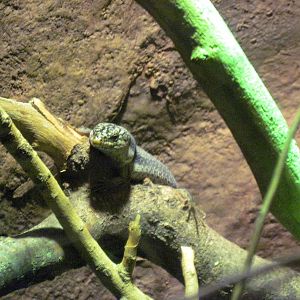 Desert Dome-Australian Tree Skink