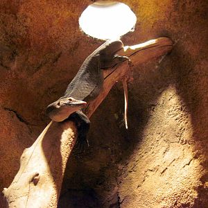 Desert Dome-Mertens' Water Monitor