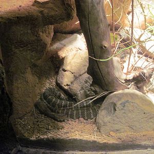 Desert Dome-Death Adder