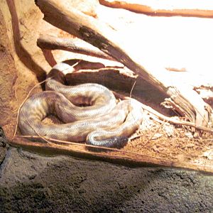 Desert Dome-Black-headed Python