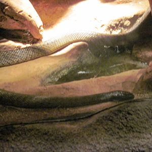 Desert Dome-Inland Taipan