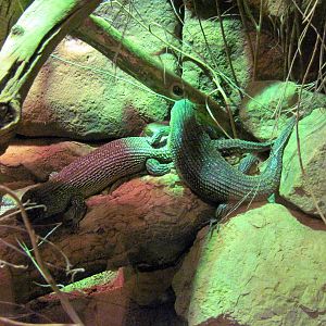 Desert Dome-Cunningham's Skink