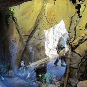 Desert Dome-Laughing Kookaburra Exhibit