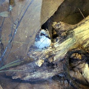 Desert Dome-Laughing Kookaburra