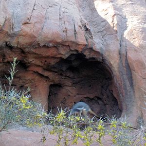 Desert Dome-Rock Wallaby