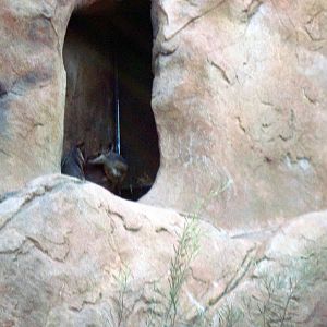 Desert Dome-Rock Wallaby