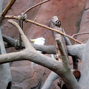 Desert Dome-Sulfur-crested Cockatoo