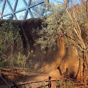 Desert Dome-Finch Aviary