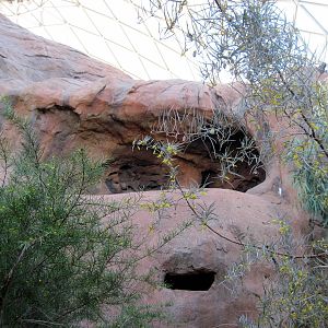 Desert Dome-Rock Wallaby Exhibit