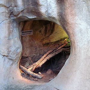 Desert Dome-Bearded Dragon Exhibit