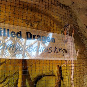 Desert Dome-Frilled Dragon