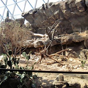 Desert Dome-Collared Peccary and Ocelot Exhibits