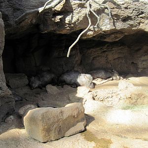 Desert Dome-Collared Peccaries
