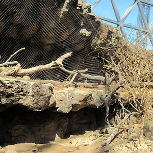 Desert Dome-Ocelot Exhibit