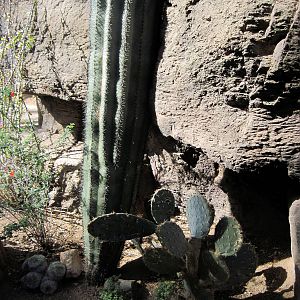 Desert Dome-Saguaro Cactus