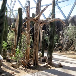 Desert Dome-Saguaro Cactus Forest