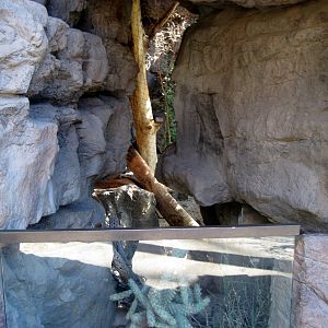 Desert Dome-Bobcat Exhibit