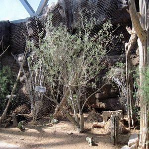 Desert Dome-Black-billed Magpie/Burrowing Owl Exhibit