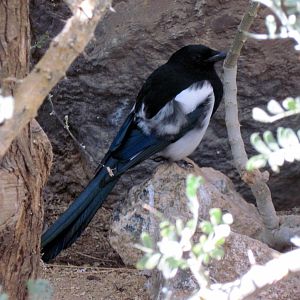 Desert Dome-Black-billed Magpie