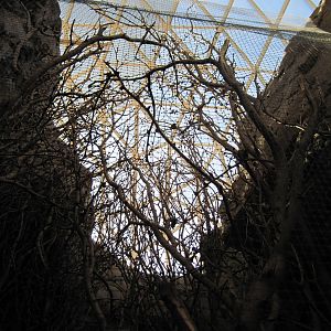 Desert Dome-Ruby-throated Hummingbird Exhibit