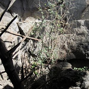 Desert Dome-Black-chinned Hummingbird Exhibit