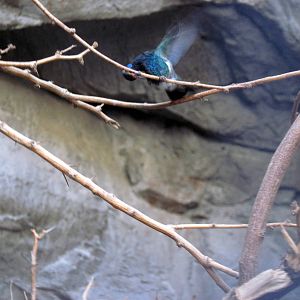 Desert Dome-Broad-billed Hummingbird
