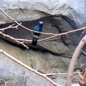 Desert Dome-Broad-billed Hummingbird