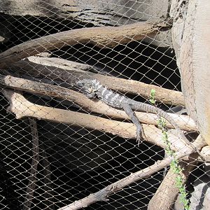 Desert Dome-Sonoran Black Spinytail Iguana