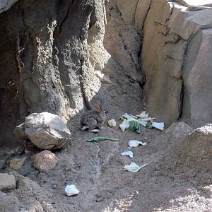 Desert Dome-Desert Cottontail