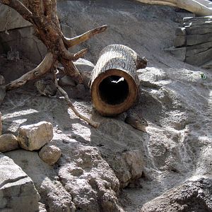 Desert Dome-Desert Cottontail