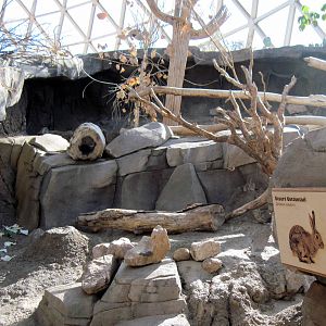 Desert Dome-Desert Cottontail Exhibit