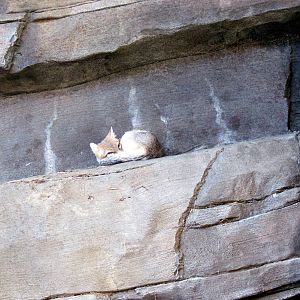 Desert Dome-Swift Fox