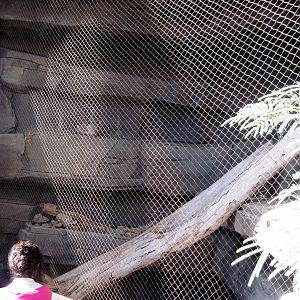 Desert Dome-Swift Fox Exhibit