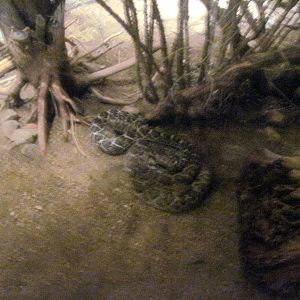Desert Dome-Western Diamondback Rattlesnake