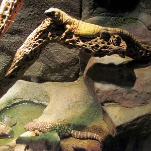 Desert Dome-Mexican S[iny-tailed Iguana