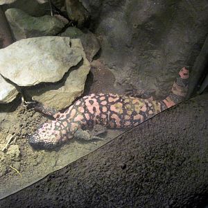 Desert Dome-Gila Monster