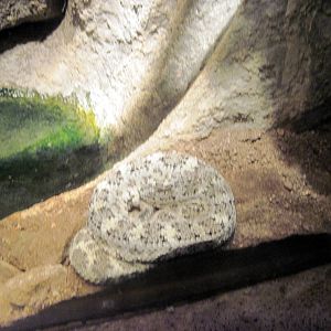 Desert Dome-Speckled Rattlesnake