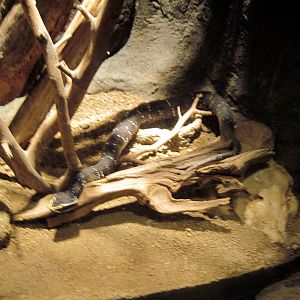 Desert Dome-Cantil Viper