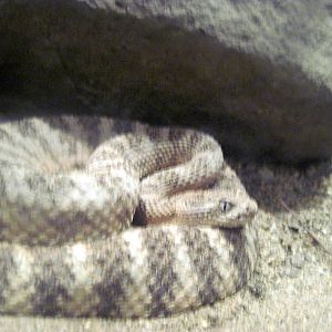 Desert Dome-Tiger Rattlesnake