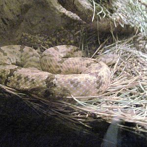 Desert Dome-Mottled Rock Rattlesnake