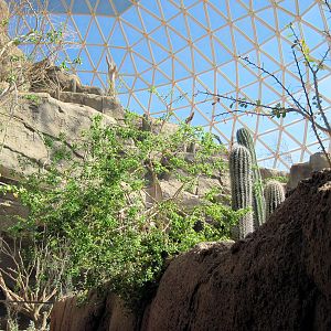 Desert Dome-Sonoran Desert