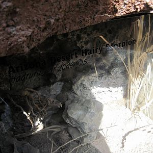 Desert Dome-Desert Scorpion Exhibit