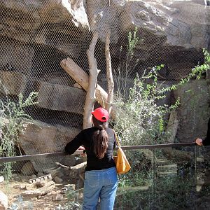 Desert Dome-Coati Exhibit
