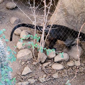 Desert Dome-Coati