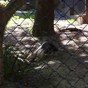 tamandua riozoo