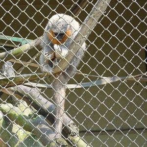 red bellied titi monkey riozoo