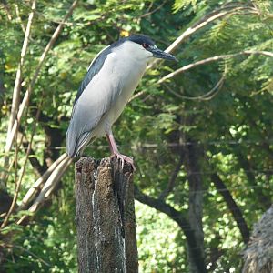 black capped night heron