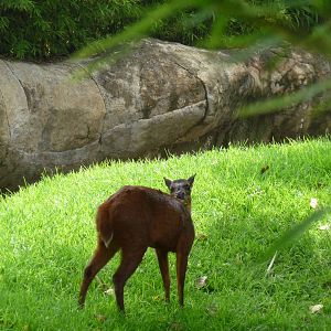 mexican brocket deer san juan de aragon zoo