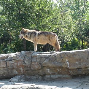 Mexican Wolf San Juan de Aragon Zoo